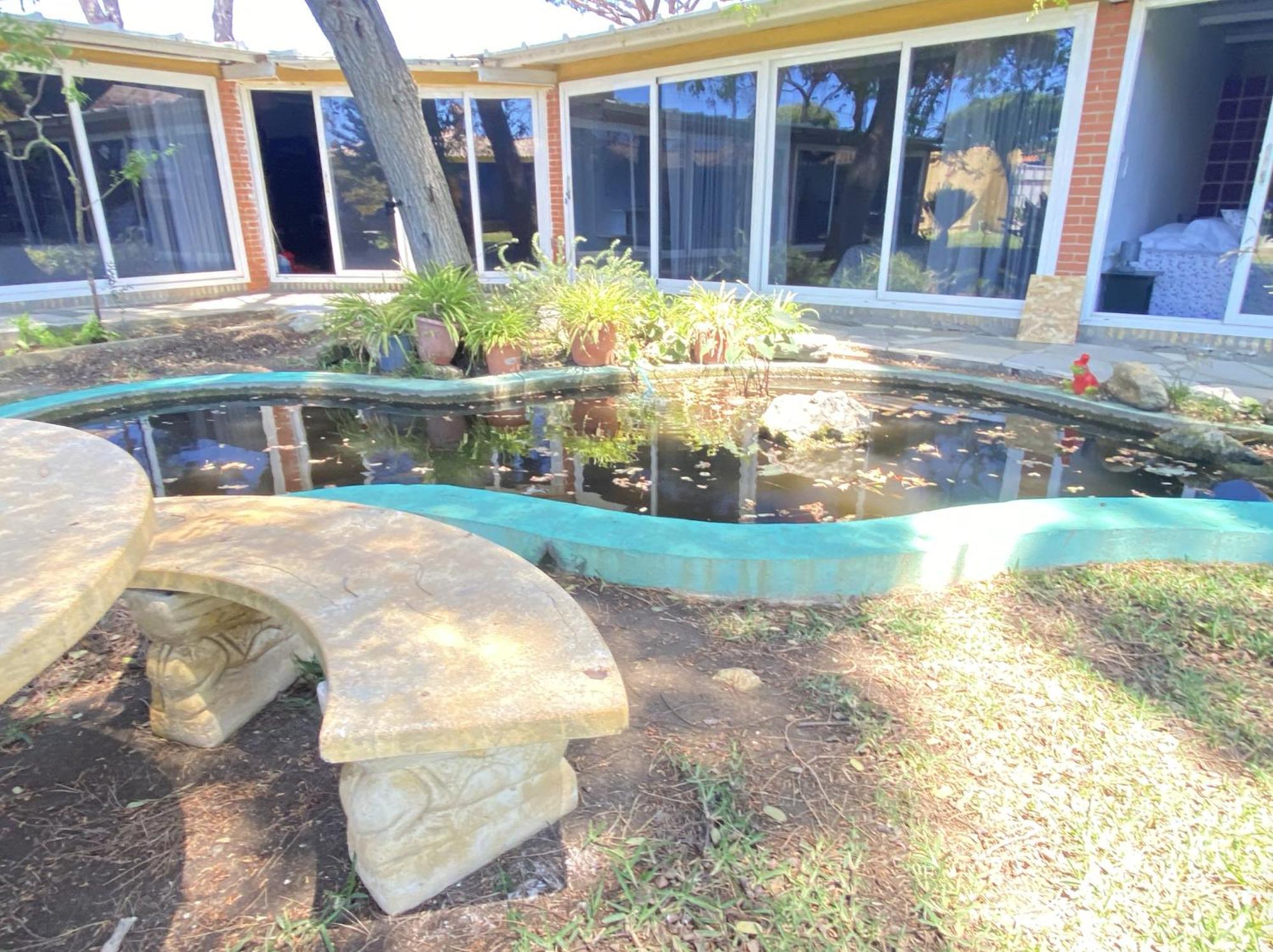 Jacaranda Cádis